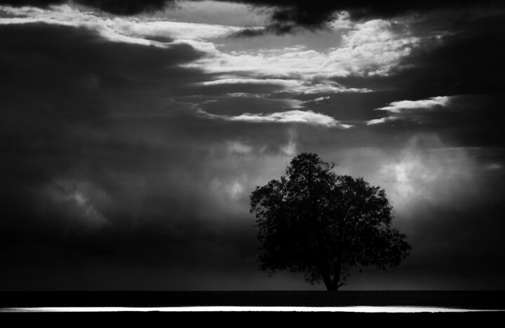Fotografia intitolato "un arbre" da Vincent Frediani, Opera d'arte originale, Fotografia digitale
