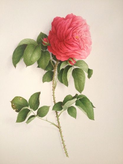 Painting titled "Rose des peintres.…" by Vincent Jeannerot, Original Artwork, Oil