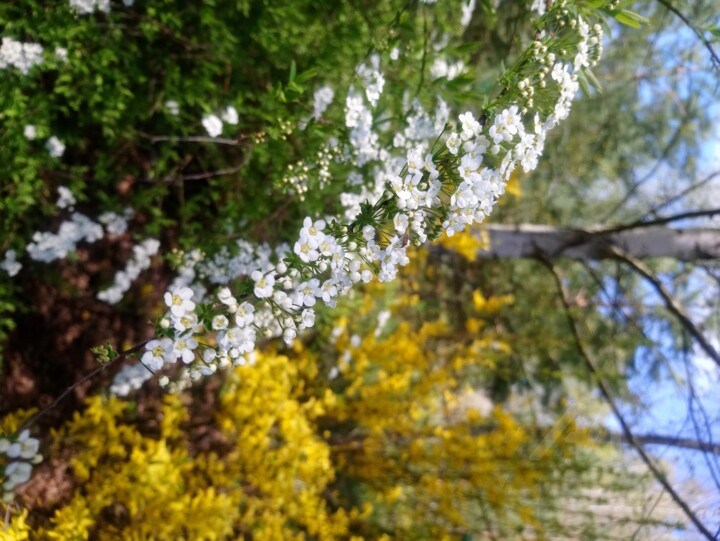 Fotografia zatytułowany „Spring 2021” autorstwa Viola Gr, Oryginalna praca, Fotografia cyfrowa