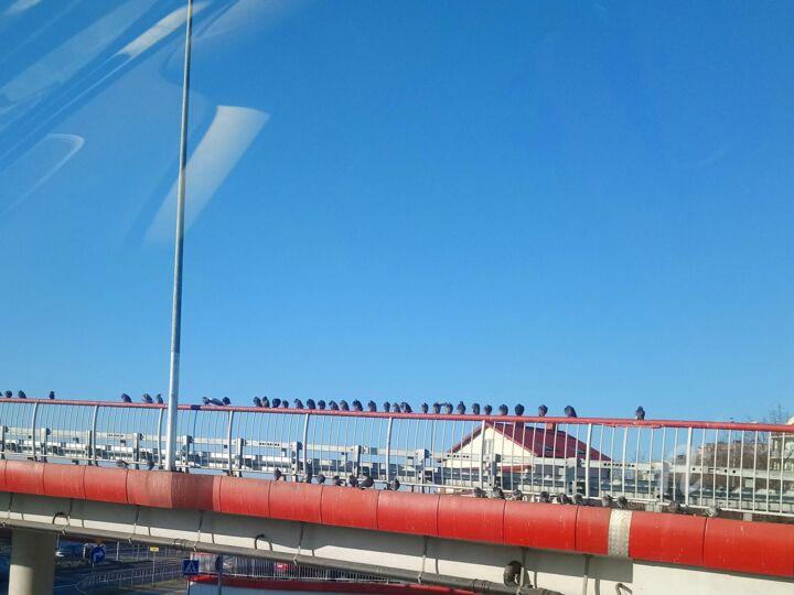 Fotografia zatytułowany „Pigeons on the Viad…” autorstwa Viola Gr, Oryginalna praca, Fotografia nie manipulowana