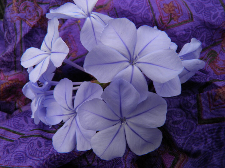 Photography titled "Plumbago" by Virginie B, Original Artwork, Non Manipulated Photography