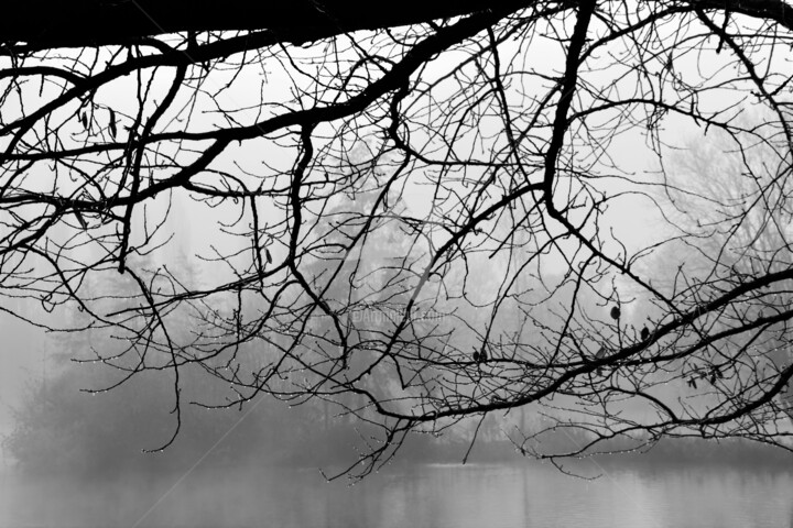 Photography titled "Le poumon de branch…" by Virginie Dartois, Original Artwork, Digital Photography