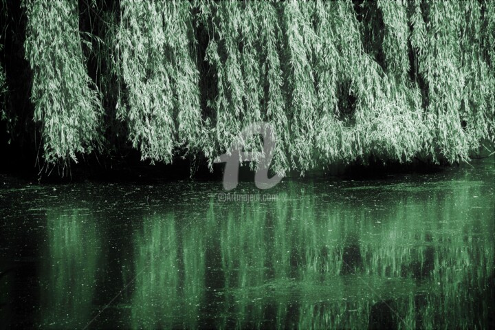 Photographie intitulée "Salix babylonica" par Virginie Dartois, Œuvre d'art originale, Photographie numérique