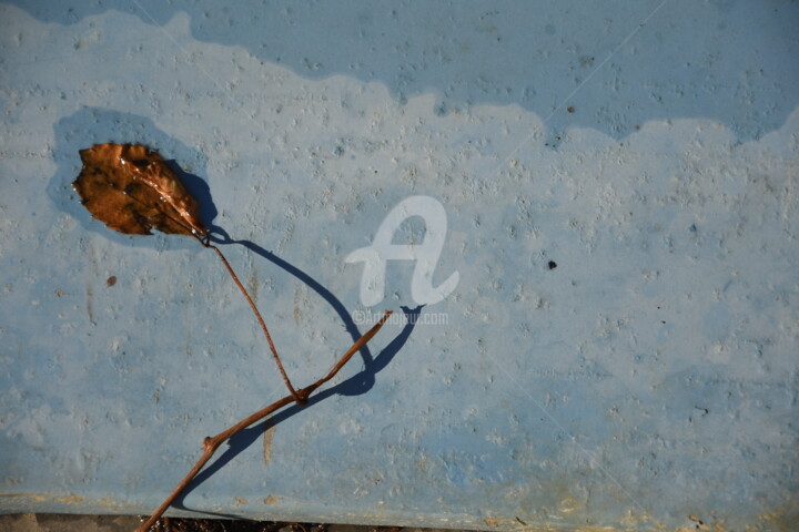 Photographie intitulée "Feuille unique" par Virginie Dartois, Œuvre d'art originale, Photographie numérique