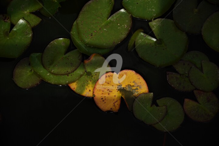 "Orange botanique" başlıklı Fotoğraf Virginie Dartois tarafından, Orijinal sanat, Dijital Fotoğrafçılık