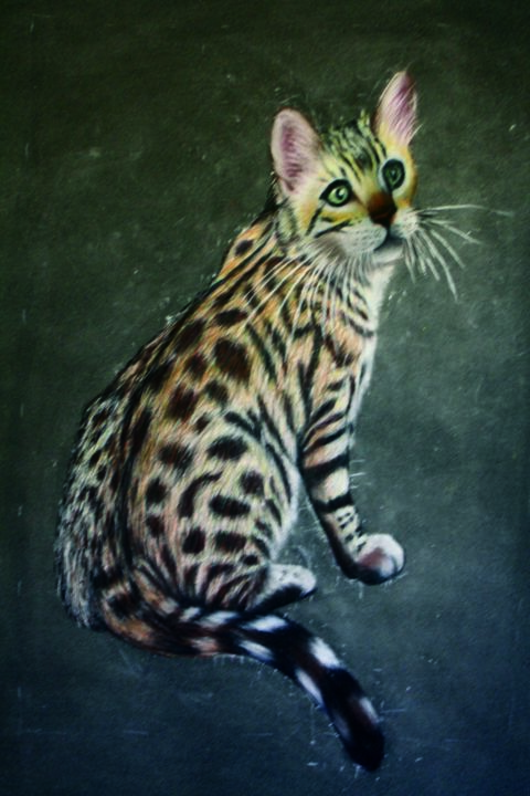 Drawing titled "Chat Bengal" by Virginie Rouquet-Vayssier, Original Artwork, Pastel