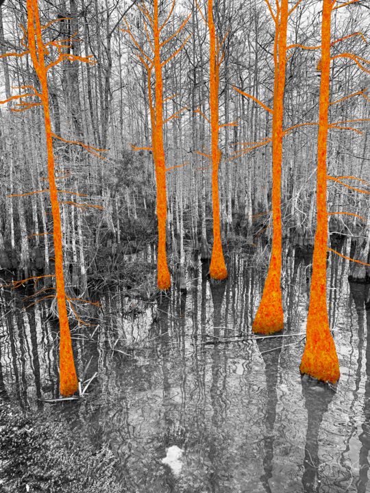 Arts numériques intitulée "Foreverglades" par Virginie, Œuvre d'art originale, Photographie manipulée