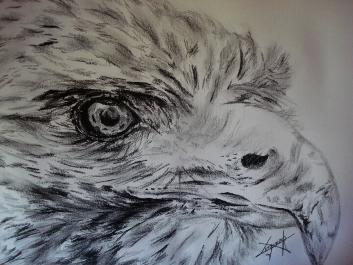 Dessin intitulée "rapace-1.jpg" par Virginier, Œuvre d'art originale, Graphite