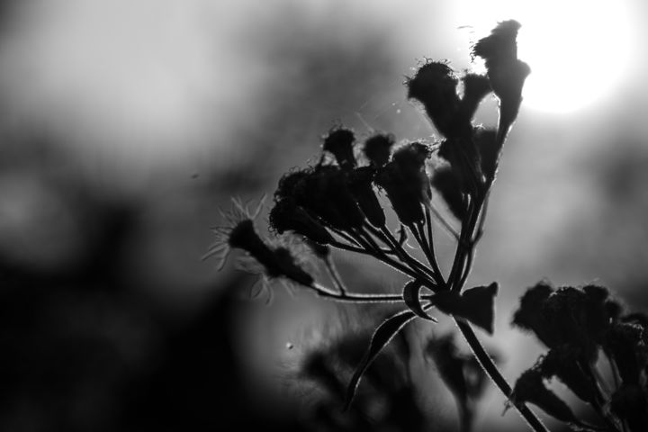 摄影 标题为“Wild flowers” 由Vishesh Unni Raghunathan, 原创艺术品