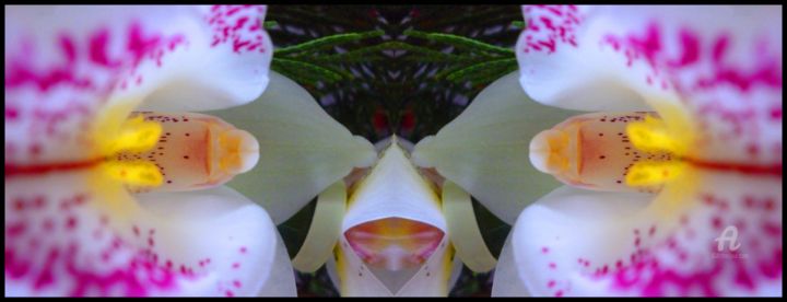 Photography titled "Esprit Chien floral…" by Miroir Planétaire Blanc, Original Artwork, Manipulated Photography