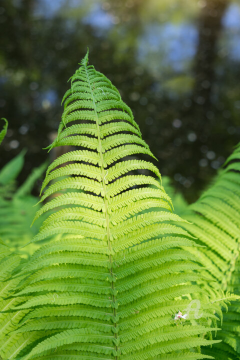Фотография под названием "Green fern leaves a…" - Adriana Mueller, Подлинное произведение искусства, Цифровая фотография