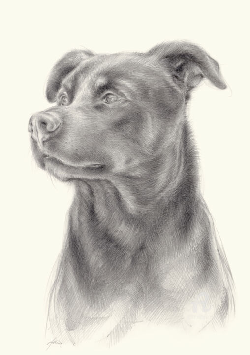 Dibujo titulada "Zeus 1, dog portrait" por Adriana Mueller, Obra de arte original, Lápiz