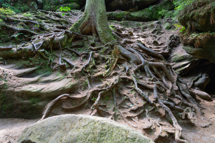 Fotografie mit dem Titel "Tree root in a roma…" von Adriana Mueller, Original-Kunstwerk, Digitale Fotografie
