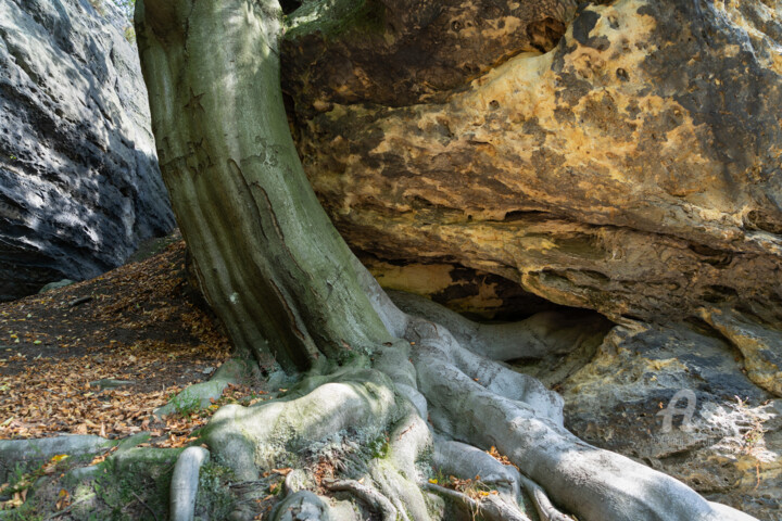 Photographie intitulée "A tree, its strong…" par Adriana Mueller, Œuvre d'art originale, Photographie numérique