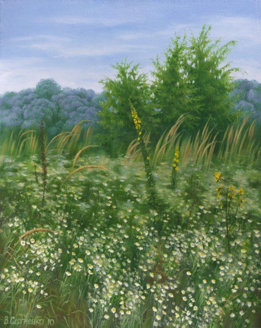 Картина под названием "Ромашковое поле (Сh…" - Vita Sergienko, Подлинное произведение искусства, Масло