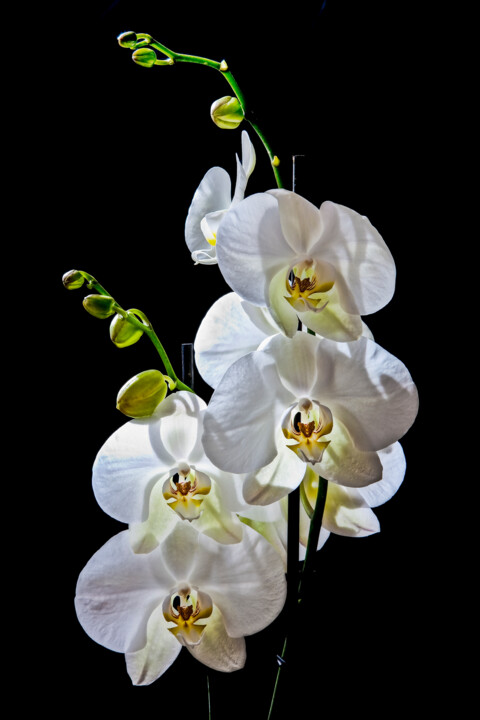 Fotografie getiteld "Orchids" door Vitaly Moiseev, Origineel Kunstwerk, Digitale fotografie