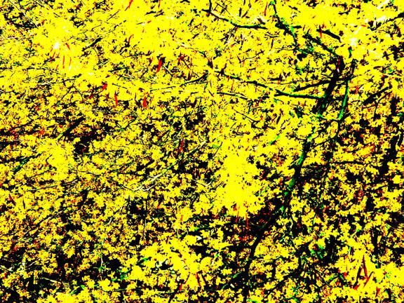 Digital Arts titled "Yellow Blossom" by Vlad, Original Artwork, Digital Painting