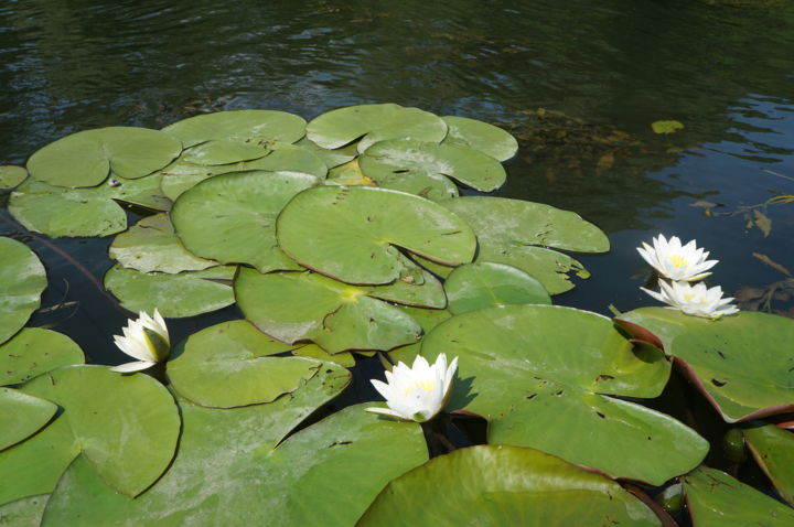 Фотография под названием "White water Lily" - Vlada Levkina, Подлинное произведение искусства, Не манипулируемая фотография