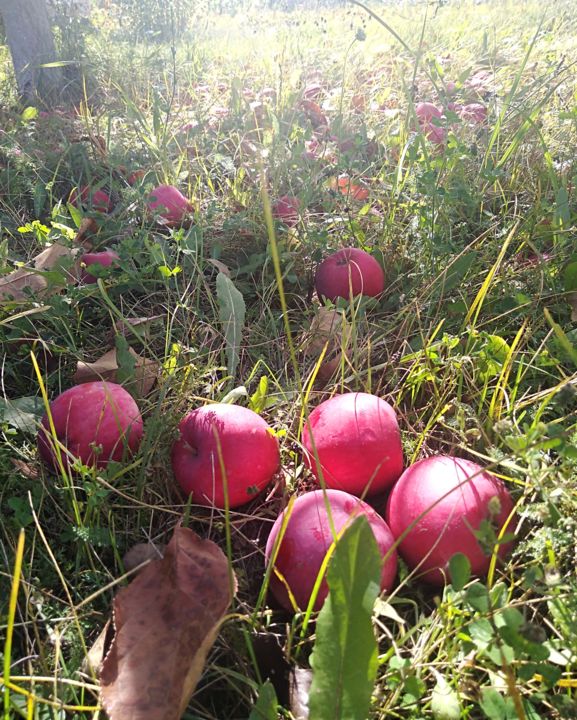 Фотография под названием "Яблоневый урожай" - Vlada Levkina, Подлинное произведение искусства, Не манипулируемая фотография