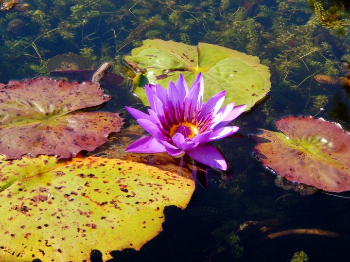 Photography titled "Souvenir d'un été" by Théo Golb, Original Artwork