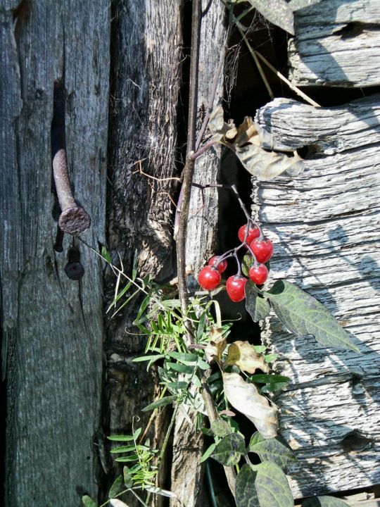 Fotografie mit dem Titel "La cohabitation" von Théo Golb, Original-Kunstwerk