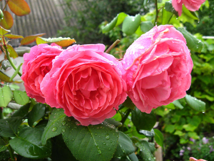 Roses After Rain Photography By Vladimir Artmajeur