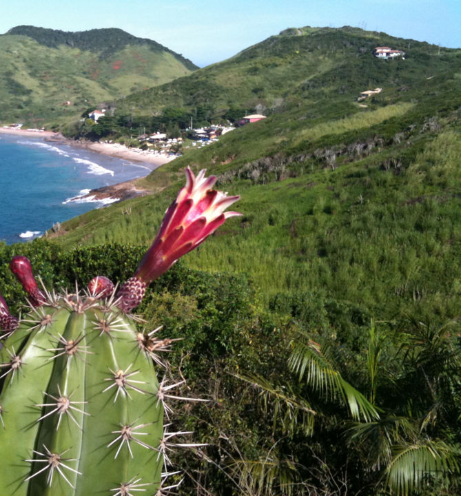 Fotografia intitulada "For de cactus.jpg" por Vanessa Rodrigues, Obras de arte originais