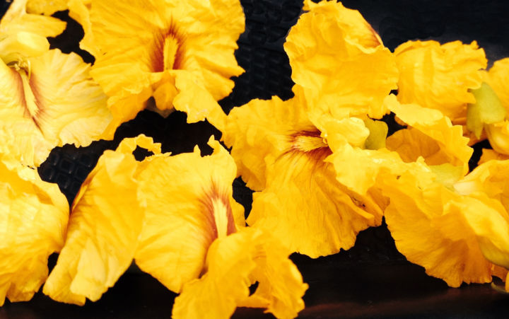 Fotografia intitulada "Small yellow flower…" por Vanessa Rodrigues, Obras de arte originais
