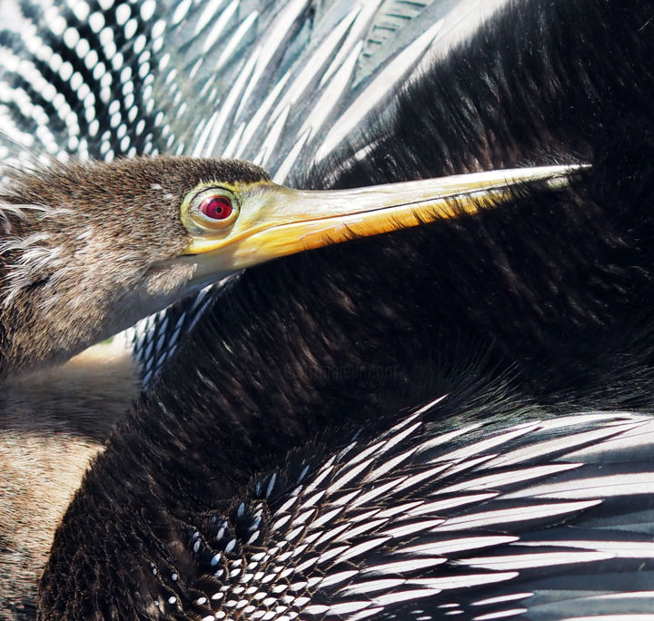 Digitale Kunst getiteld "Anhinga" door W Goodwin, Origineel Kunstwerk