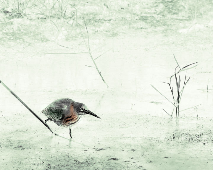 Digitale Kunst getiteld "Green Heron Hunting" door W Goodwin, Origineel Kunstwerk