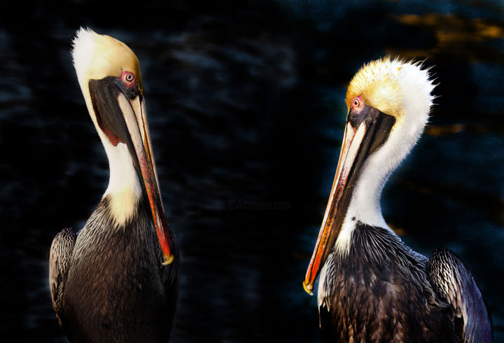 Digitale Kunst getiteld "Two Pelicans" door W Goodwin, Origineel Kunstwerk