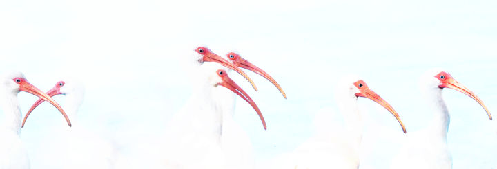 Arte digital titulada "White Ibis Group" por W Goodwin, Obra de arte original