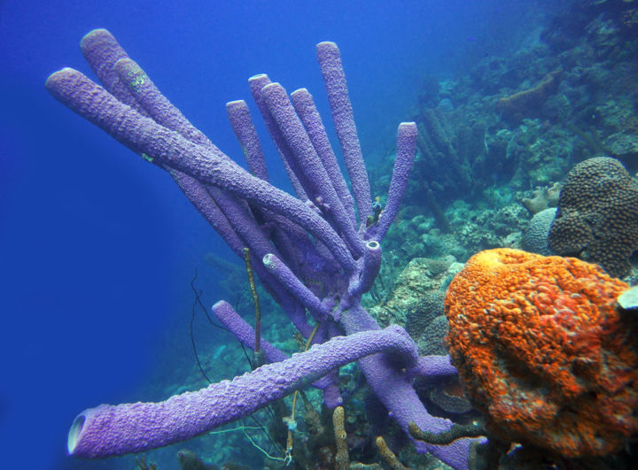 Fotografia intitolato "On the Reef" da W Goodwin, Opera d'arte originale