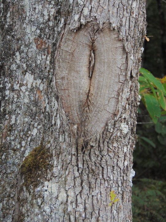 Photographie intitulée "bois05" par Bernard Waechter, Œuvre d'art originale, Photographie non manipulée