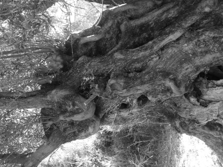 Photography titled "Old olive tree" by Wanda Dorota Ozieranska, Original Artwork, Non Manipulated Photography