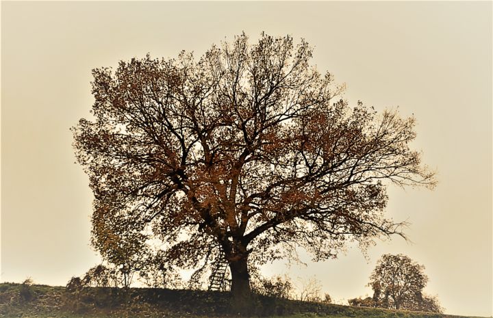 Fotografia intitulada "Baum 9" por Stephan Rodriguez Warnemünde, Obras de arte originais, Fotografia digital