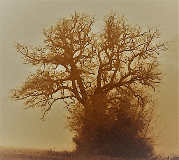 Photography titled "Baum 12" by Stephan Rodriguez Warnemünde, Original Artwork, Digital Photography