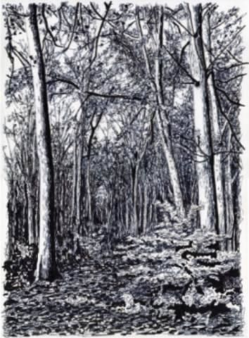 Sous Bois Dessin Par Pierre Wasse Artmajeur