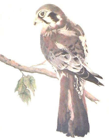 Tekening getiteld "sparrow hawk" door Rick Fuller, Origineel Kunstwerk, Anders