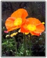 Digital Arts titled "bright orange flowe…" by Wednesday Waters, Original Artwork