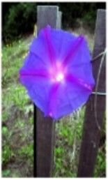 Grafika cyfrowa / sztuka generowana cyfrowo zatytułowany „purple fence flower” autorstwa Wednesday Waters, Oryginalna praca