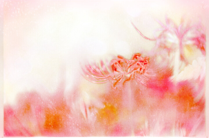Digital Arts titled "Spider lily 01" by Weedsxyz, Original Artwork, Analog photography