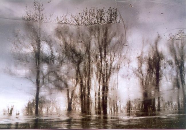Photography titled "Icetree" by Gerard Van Den Berge, Original Artwork