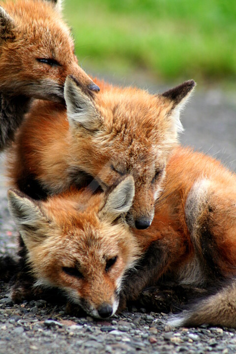 Photography titled "Red-fox-pups" by Redreamer, Original Artwork