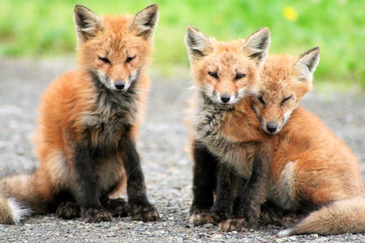 Photographie intitulée "red-fox-pose" par Redreamer, Œuvre d'art originale