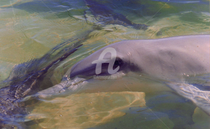 Photography titled "Tursiops-aduncus" by Redreamer, Original Artwork