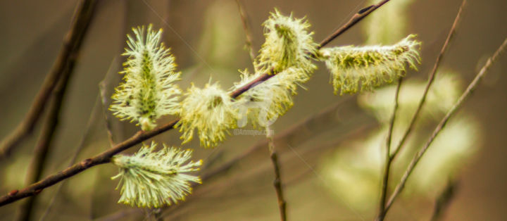 Fotografie getiteld "Redreaming Swamp Wi…" door Redreamer, Origineel Kunstwerk