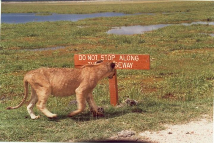 Fotografia intitolato "The litrate Lion" da Martin Weru, Opera d'arte originale