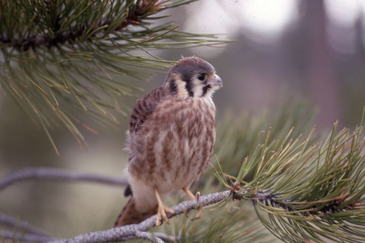 Photography titled "Sparrow Hawk.jpg" by William Olexik, Original Artwork, Digital Photography
