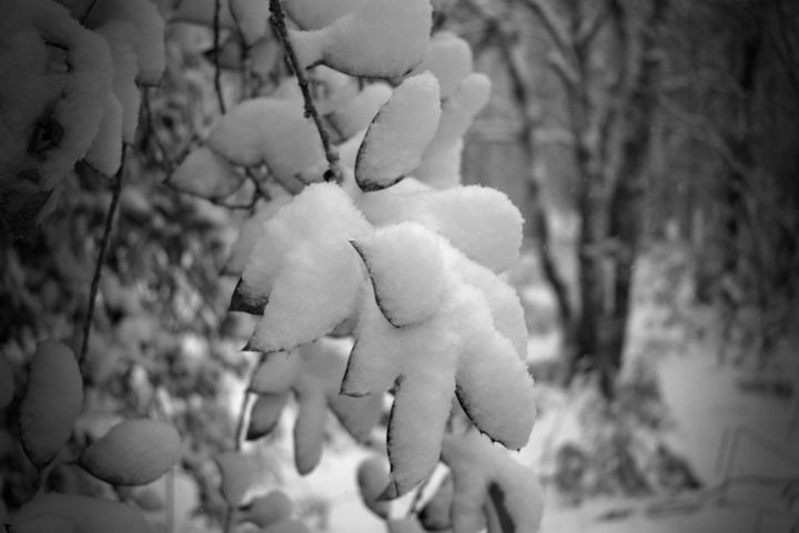 Photographie intitulée "Premiére neige des…" par Wild&Pix, Œuvre d'art originale, Autre